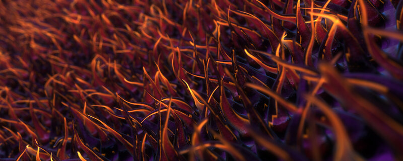 Abstract purple and orange plant life