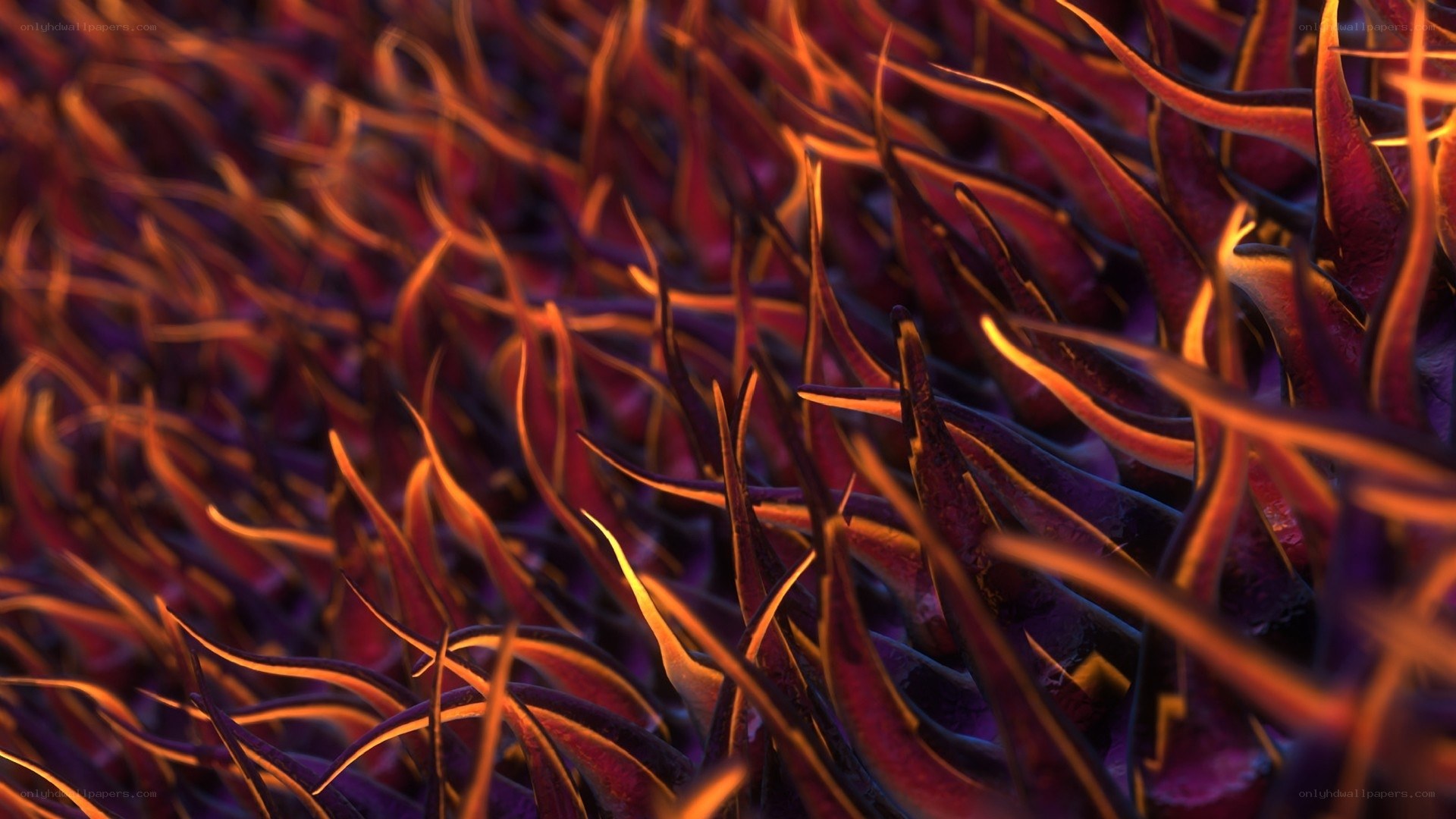 Abstract purple and orange plant life
