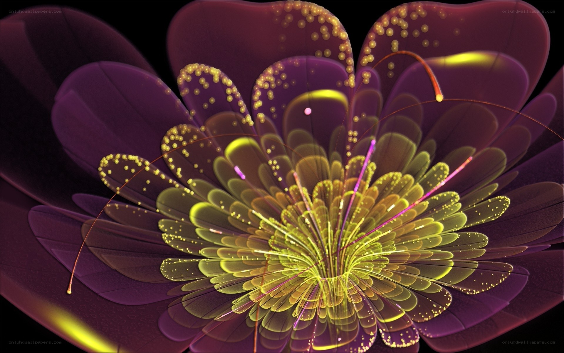 Abstract purple and yellow flower
