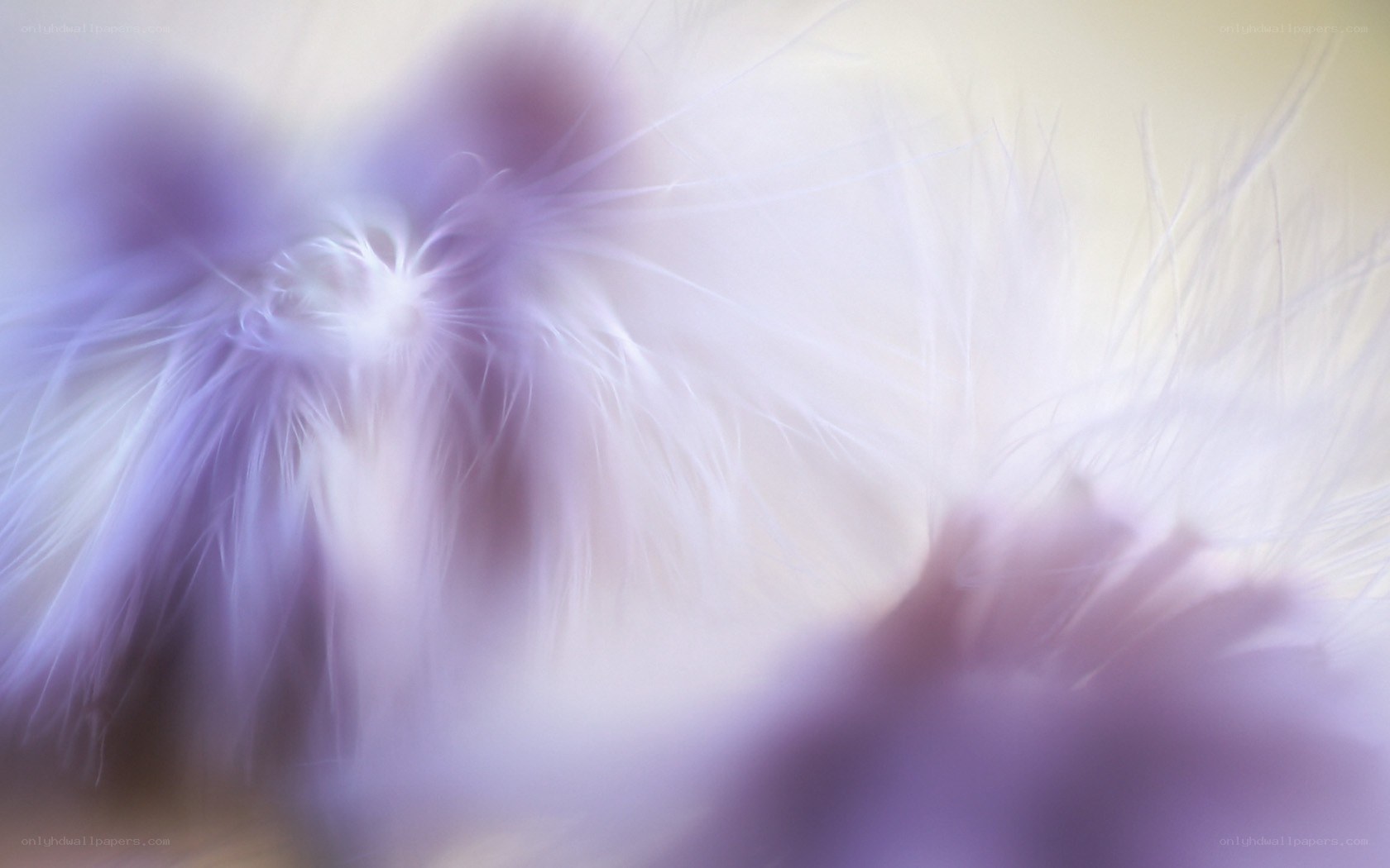 abstract purple feather texture
