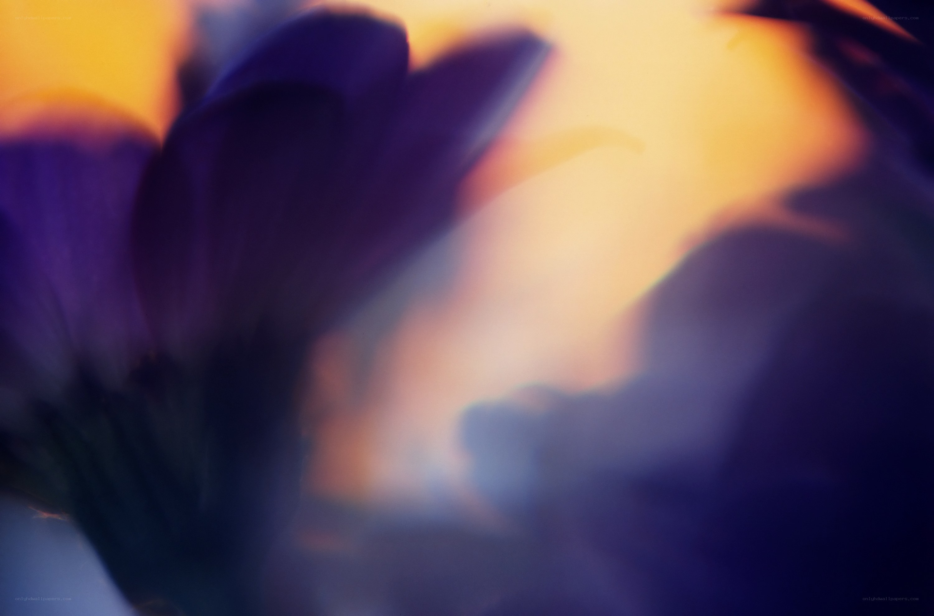 abstract purple flower bloom