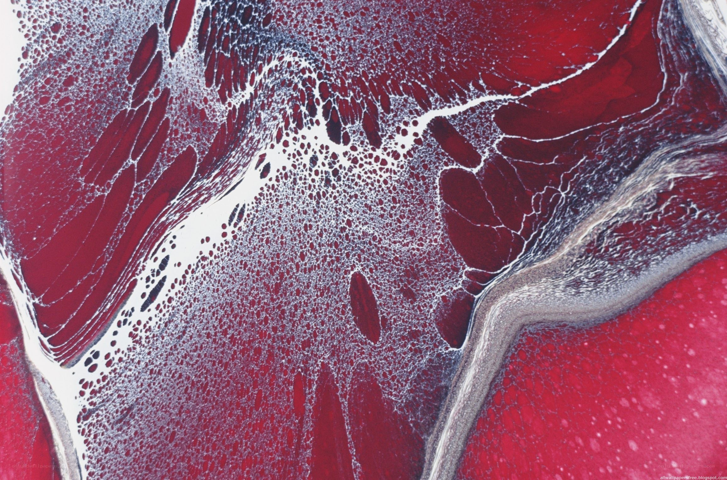 Abstract red and white fluid art