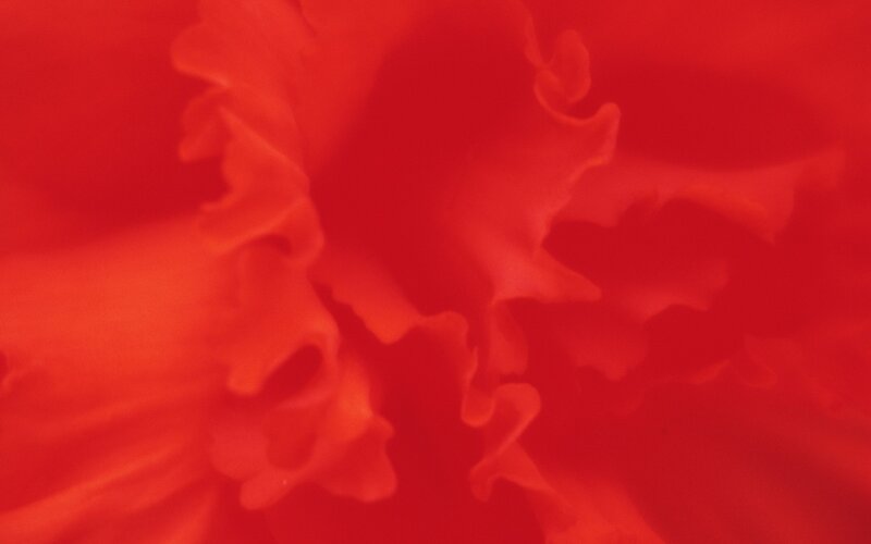 abstract red floral pattern