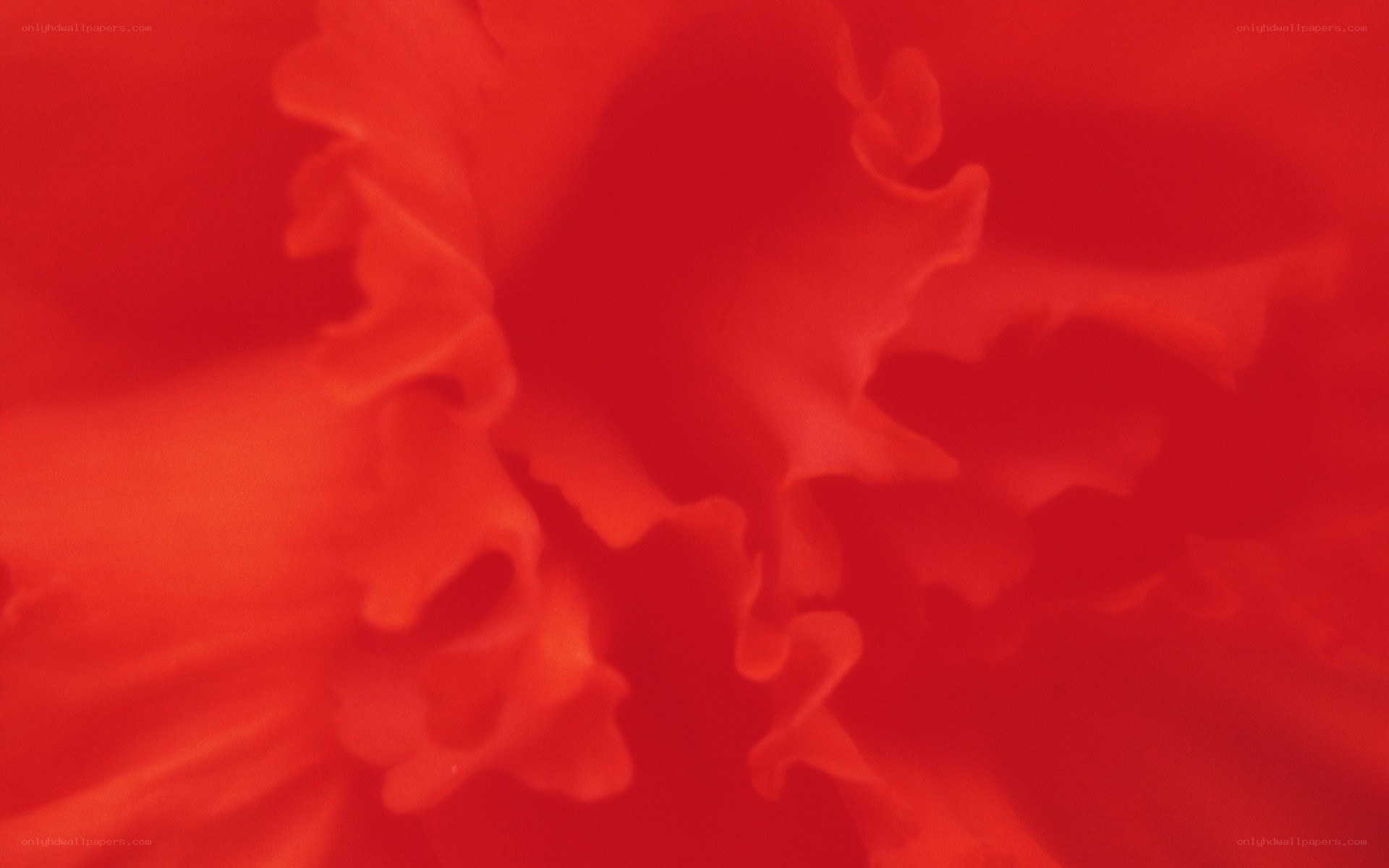abstract red floral pattern