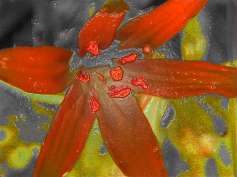 abstract red flower pattern