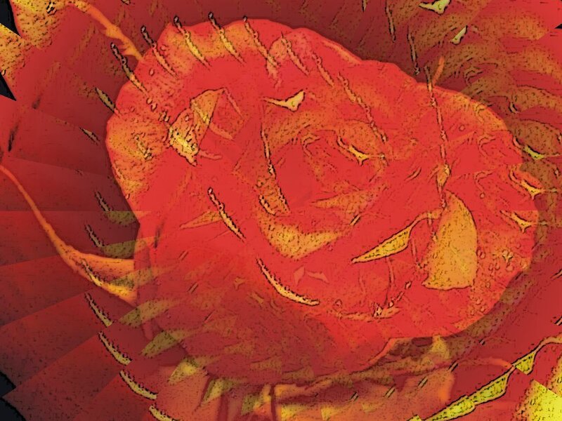 abstract red rose pattern