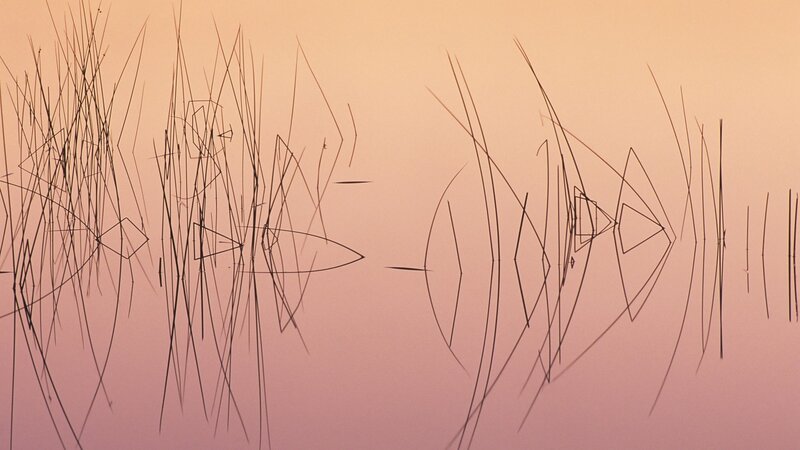 Abstract reeds in sunset light
