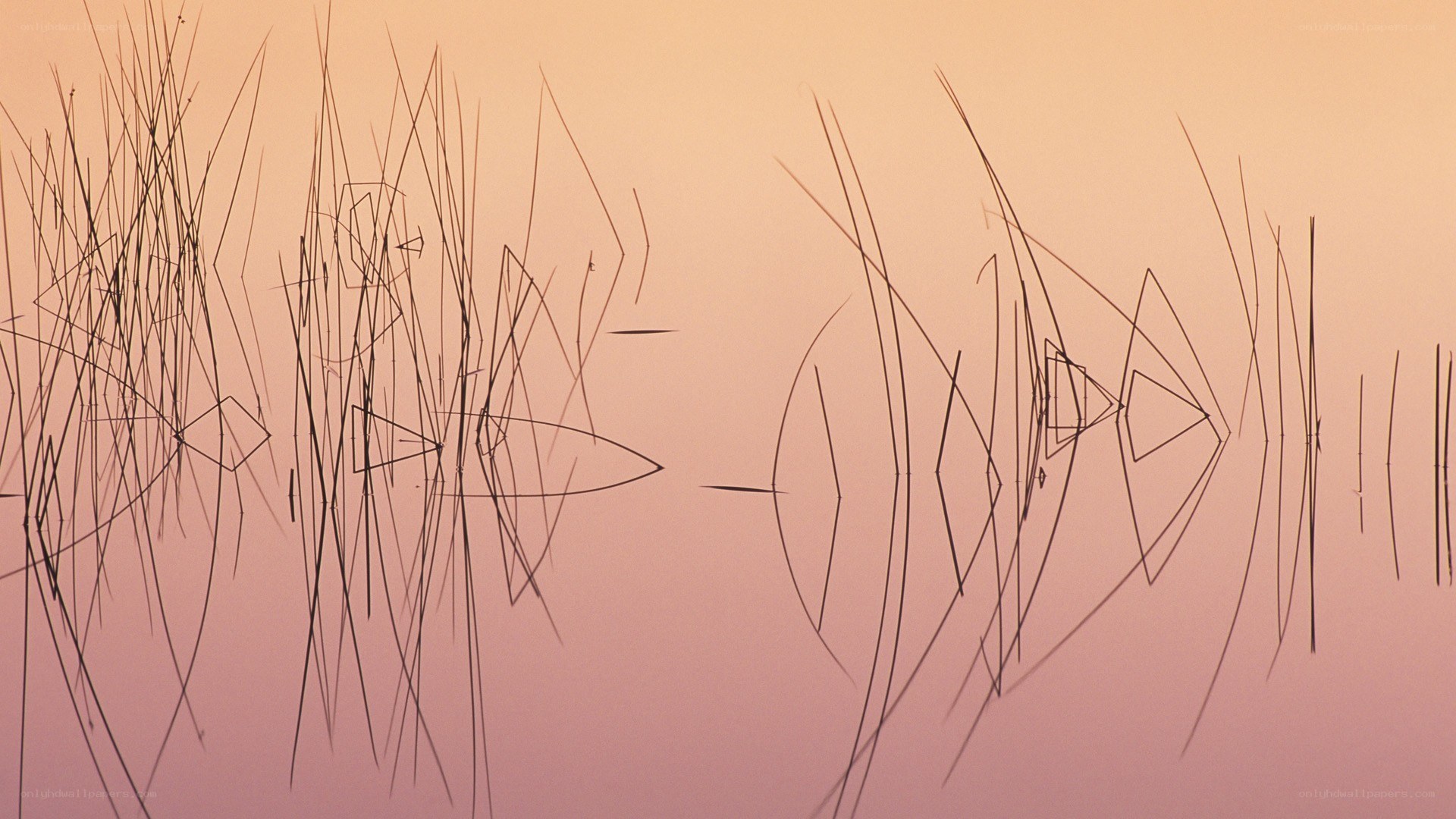 Abstract reeds in sunset light