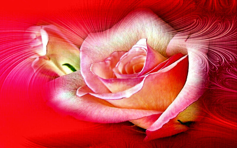 abstract rose in red