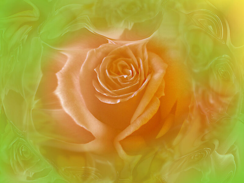 abstract rose in warm tones