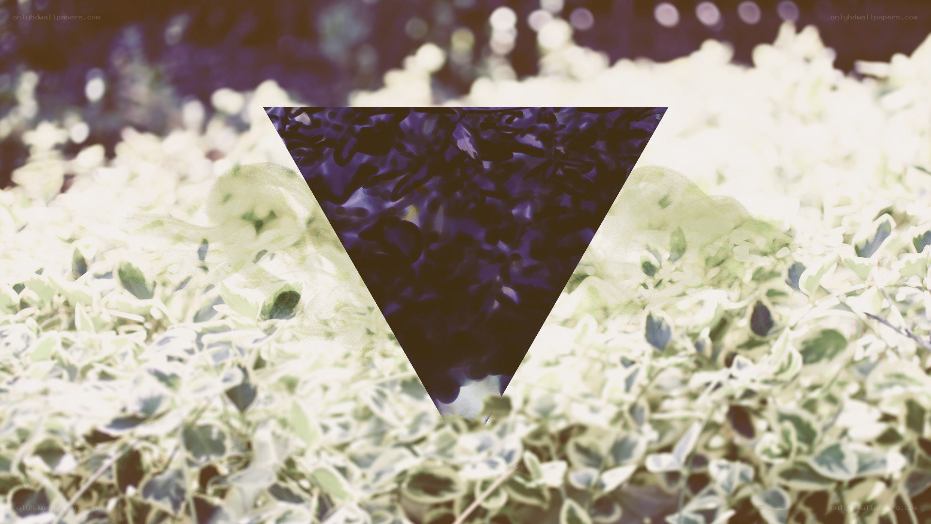 abstract triangle over foliage