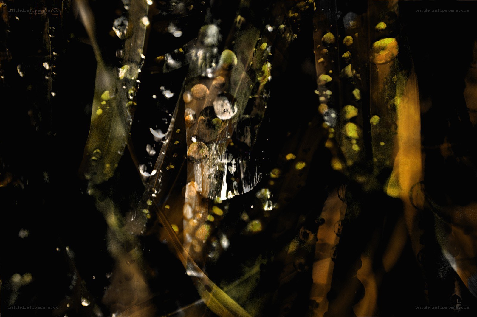 Abstract underwater plant life