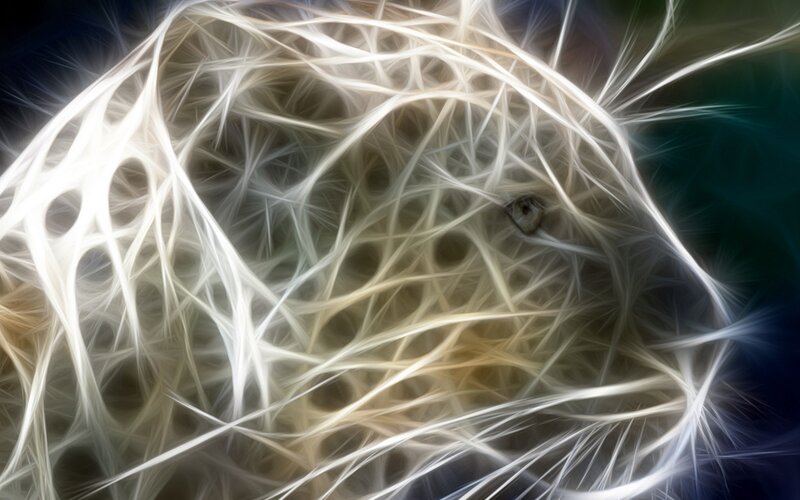 abstract white fiber pattern