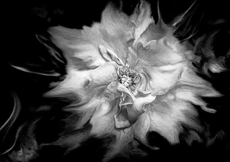 Abstract White Flower — Dramatic