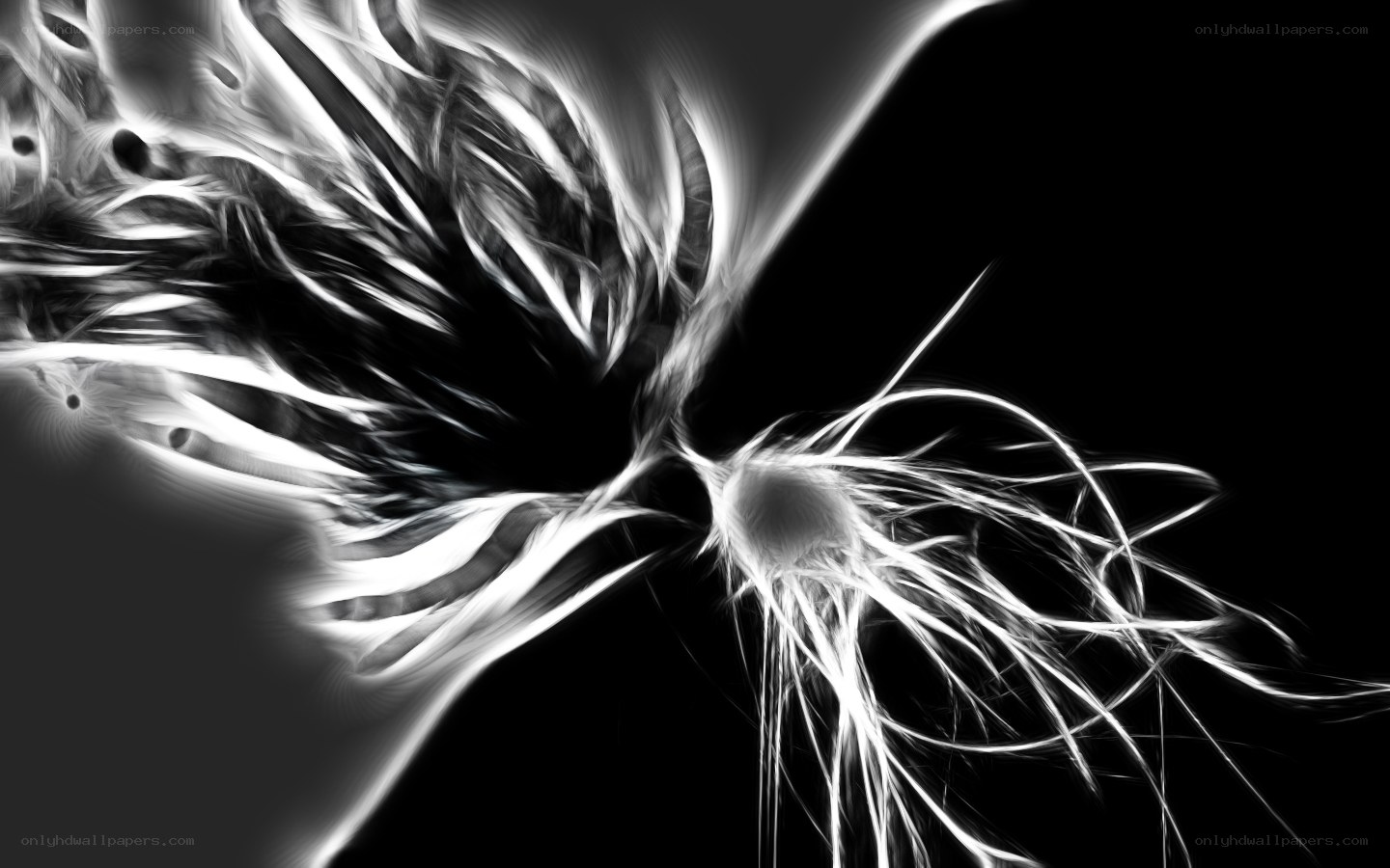 abstract white fractal pattern