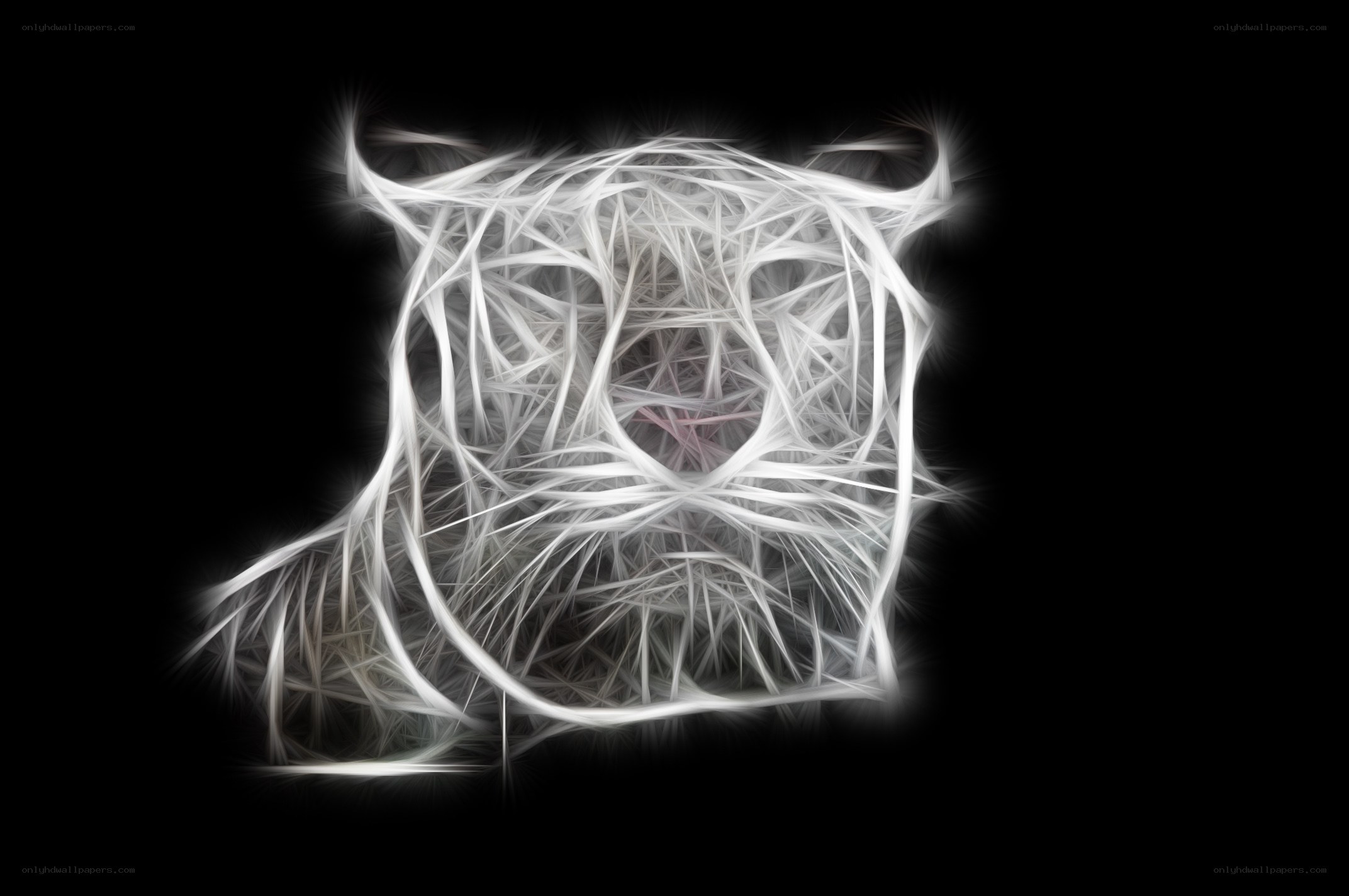 abstract white line art