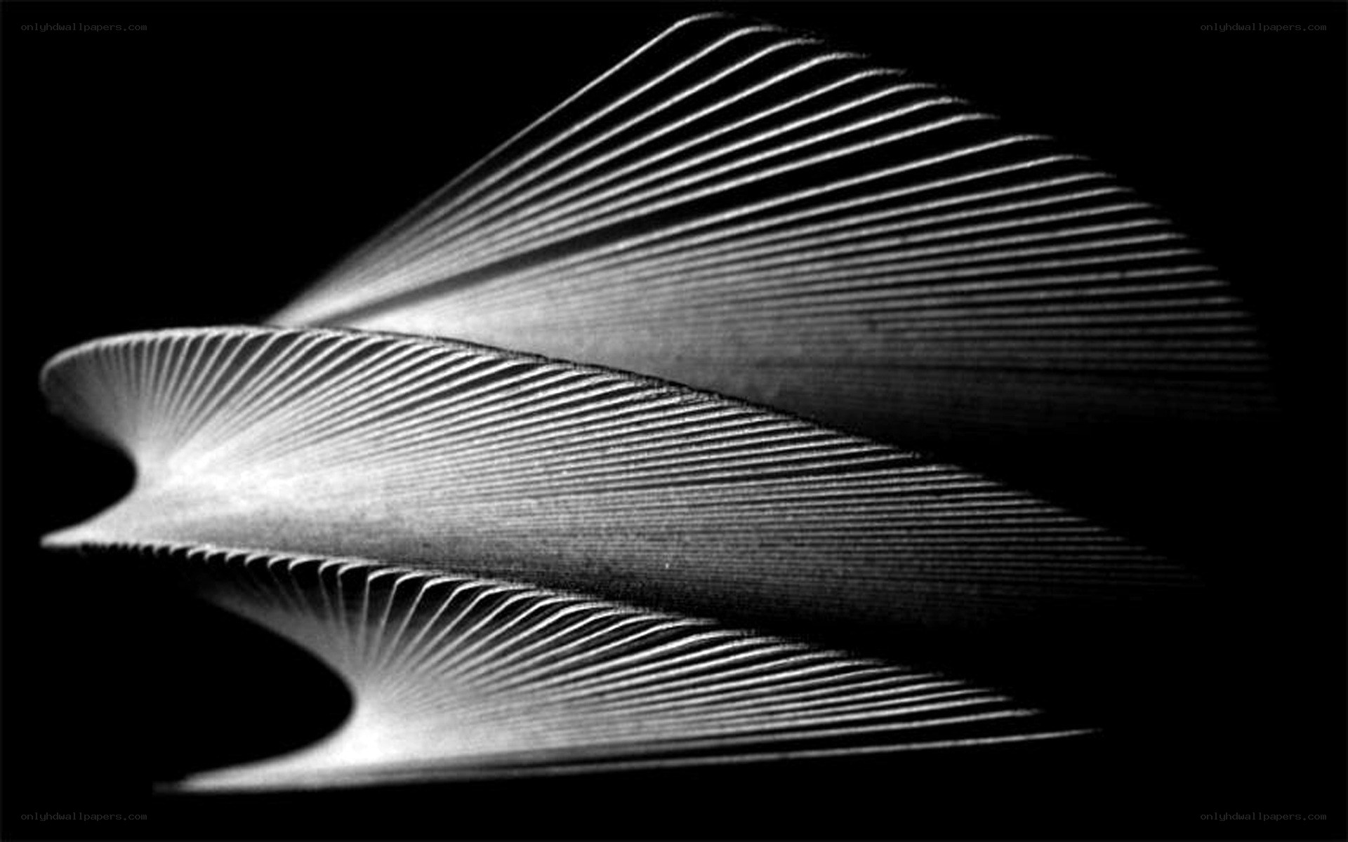 Abstract white lines on black