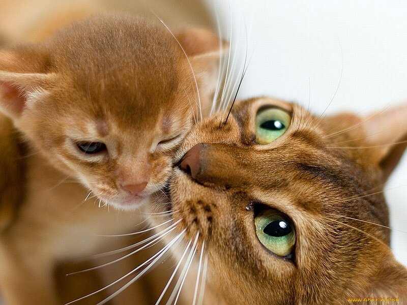 Abyssinian Cat and Kitten