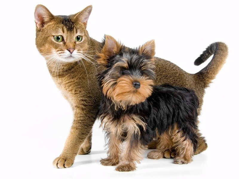 Abyssinian Cat and Yorkshire Terrier — Brown