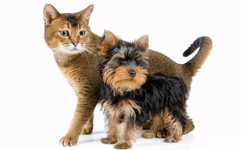 Abyssinian Cat and Yorkshire Terrier