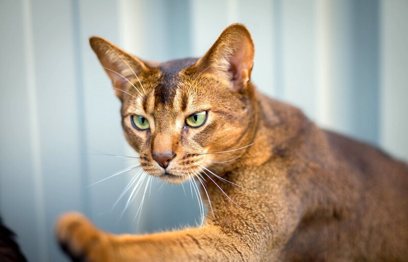 Abyssinian Cat — Brown, Alert, Photograph