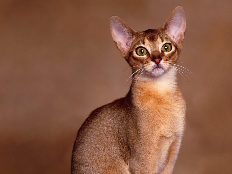 Abyssinian Cat — Brown, Alert
