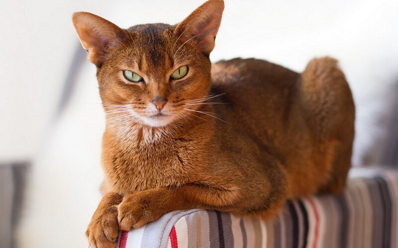 Abyssinian Cat — Brown, Calm, Photograph, Cushion