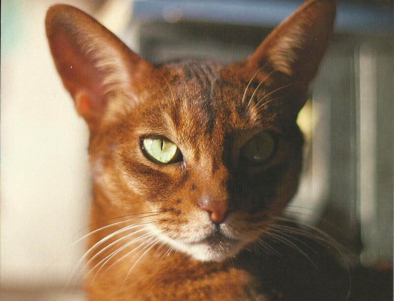 Abyssinian Cat — Brown, Calm, Photograph, Ears