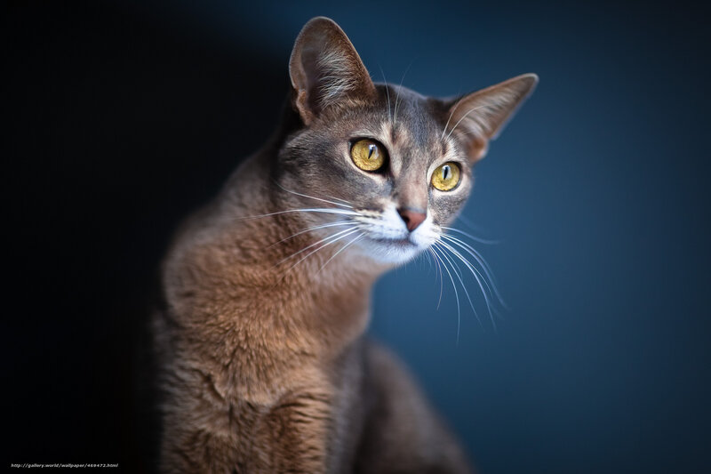 Abyssinian Cat — Brown, Dramatic, Photograph, Whiskers