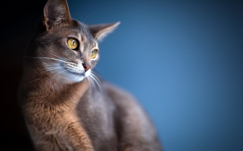 Abyssinian Cat — Brown, Dramatic