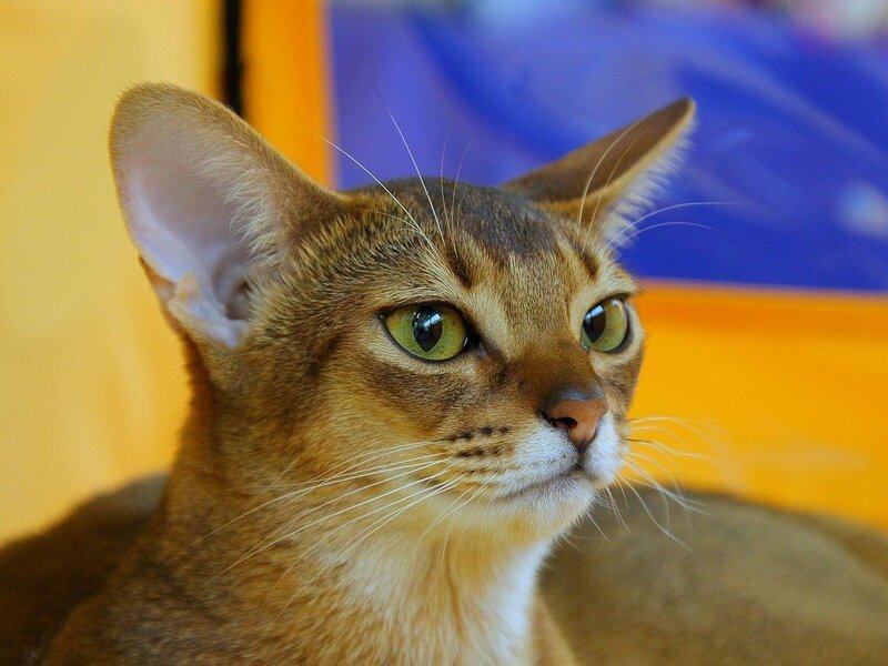 Abyssinian Cat — Brown