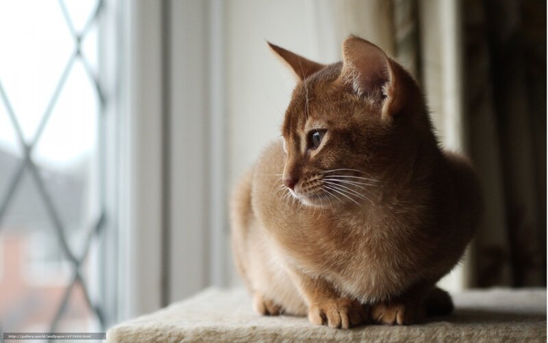 Abyssinian cat by the window