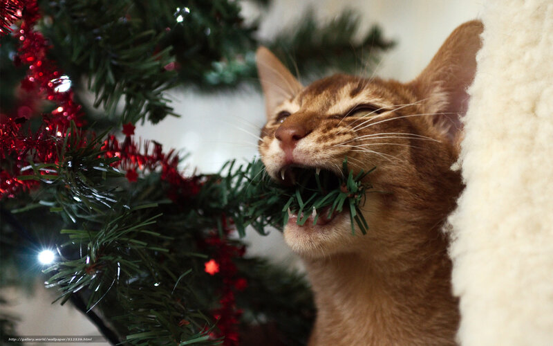 Abyssinian Cat Chewing — Green