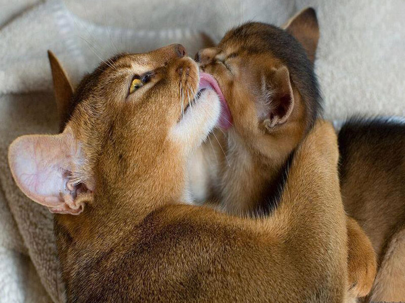 Abyssinian Cat Grooming Kitten