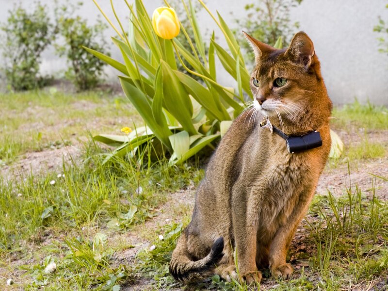 Abyssinian Cat in Garden