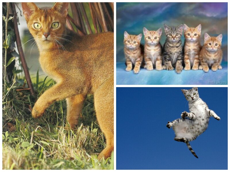 Abyssinian Cat in Grass — Brown, Calm
