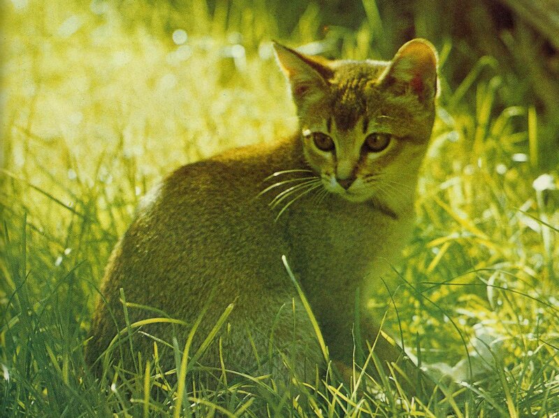 Abyssinian Cat in Grass
