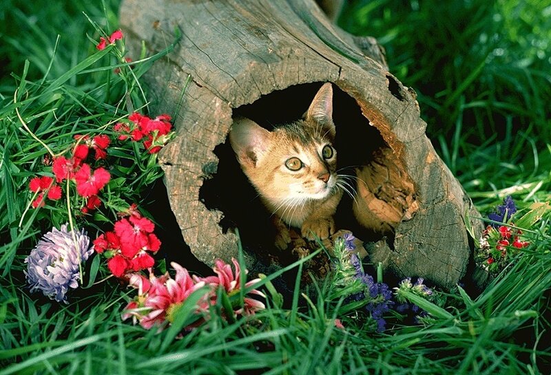 Abyssinian Cat in Log
