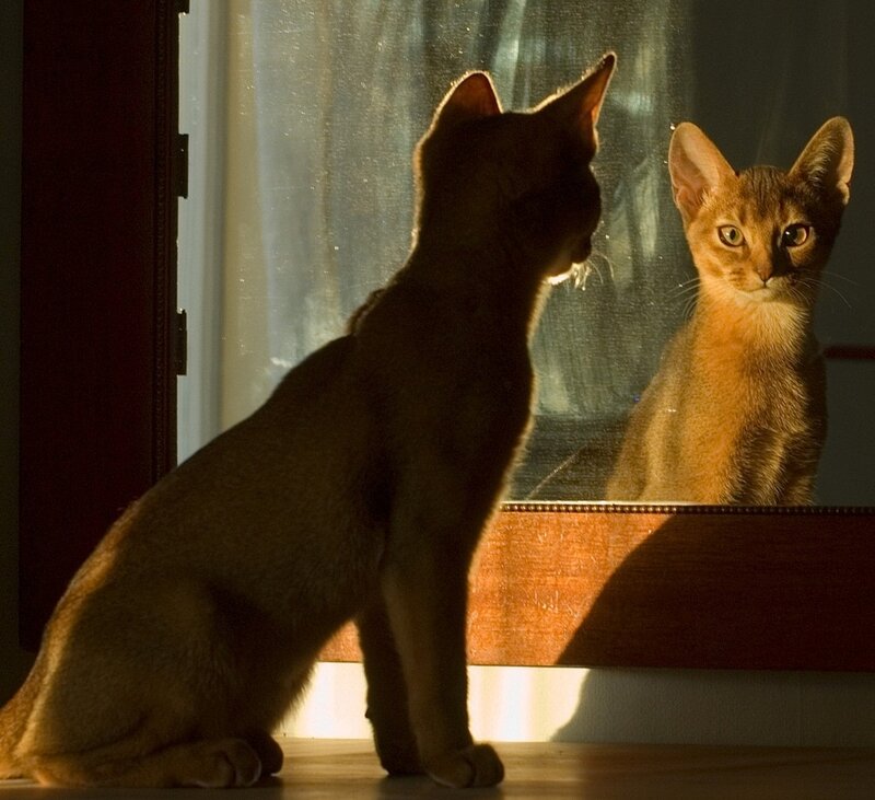 Abyssinian Cat in Mirror