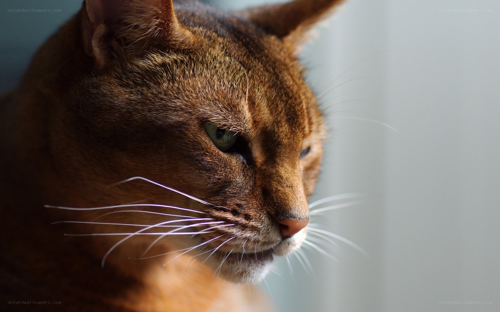 Abyssinian cat in profile