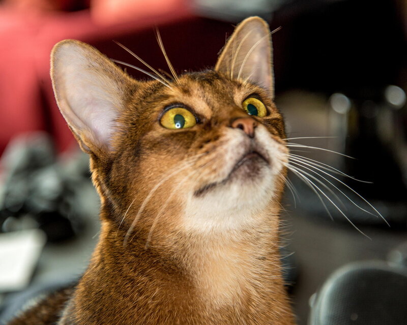 Abyssinian Cat Looking Up