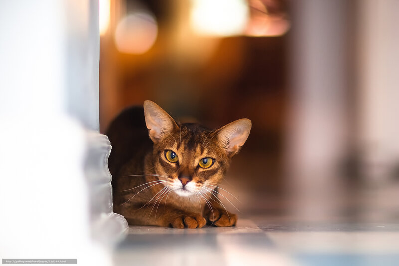 Abyssinian Cat Lying — Brown, Alert, Photograph