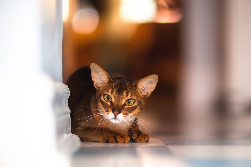 Abyssinian Cat Lying — Brown, Calm, Photograph, Floor