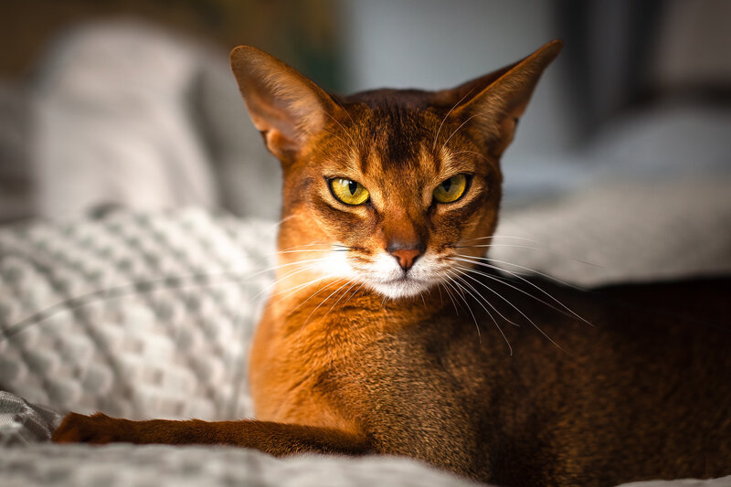 Abyssinian Cat Lying — Brown, Calm