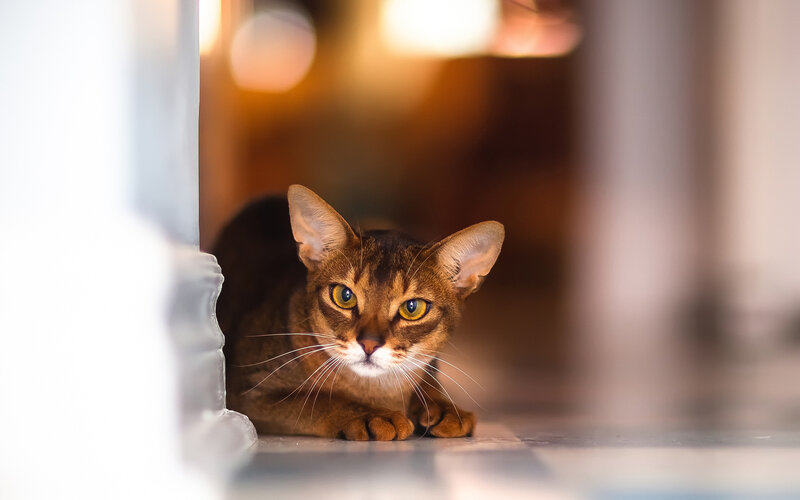 Abyssinian Cat Lying — Brown
