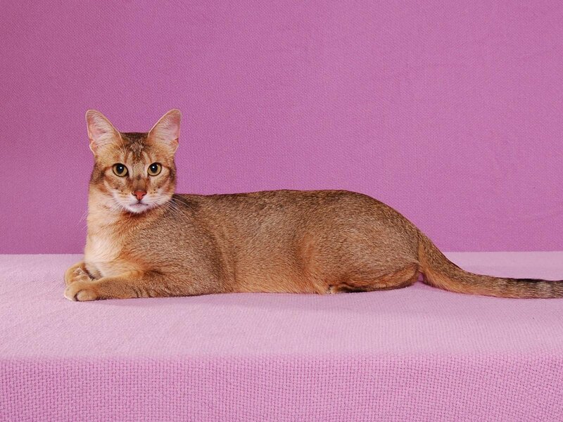 Abyssinian Cat Lying