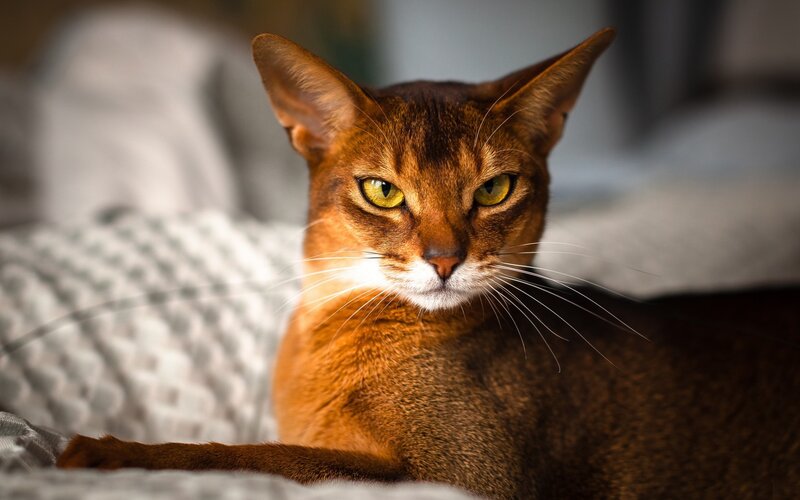Abyssinian cat on a bed