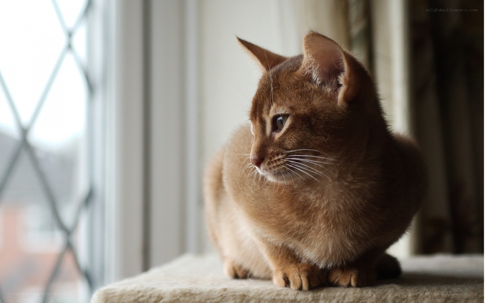 Abyssinian cat on a windowsill