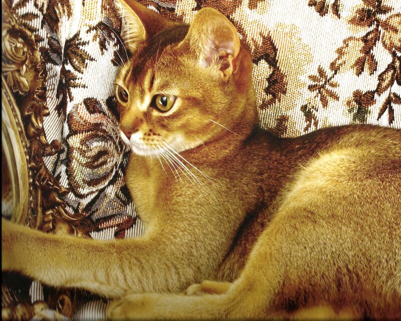 Abyssinian Cat on Couch