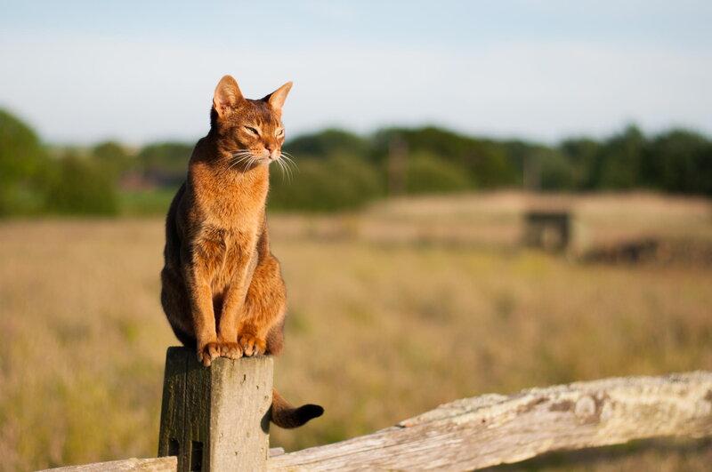 Abyssinian Cat on Fence